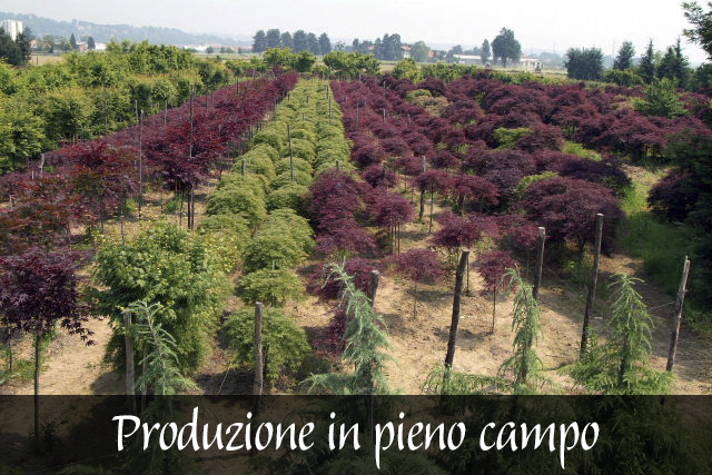 Produzione in pieno campo