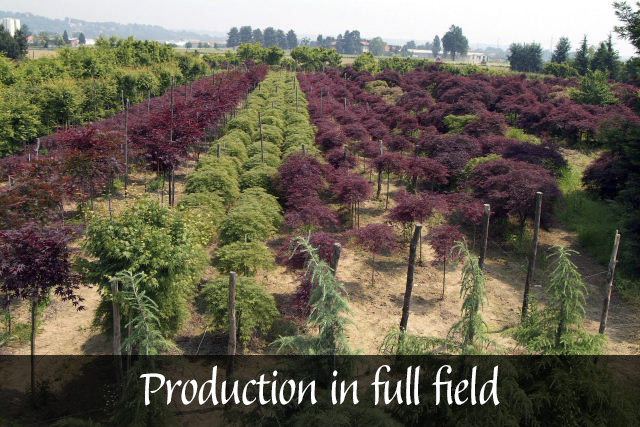 Produzione in pieno campo